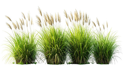 Clump of ornamental grasses with feathery plumes on black