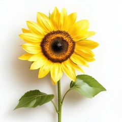Obraz premium Bright and Vibrant Sunflower with Golden Petals and Rich Brown Center Against a Soft Background
