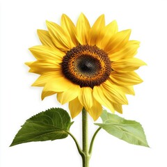 Obraz premium Vibrant Single Sunflower with Golden Petals and Rich Brown Center Displaying Natural Beauty and Freshness in a Bright Setting