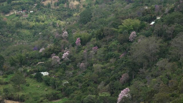 Lush forest flowering pink lapacho tree visible among the green foliage