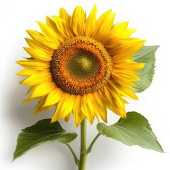 Bright and Vibrant Sunflower with Green Leaves Isolated on White Background for Nature and Floral Themes