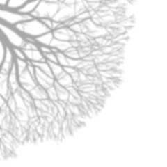 Detailed Tree Branch Shadow Corner Overlay for Background Design