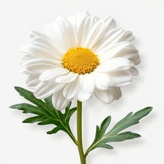 Beautiful White Daisy Flower with Yellow Center and Green Leaves Isolated on a Soft Background for Nature Themes and Floral Design