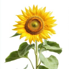 Obraz premium Bright and Radiant Sunflower Bloom Against a White Background with Green Leaves and Floral Details