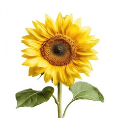 Fototapeta premium Bright and Vibrant Sunflower with Rich Yellow Petals and Textured Center Standing Tall Against a Clean White Background