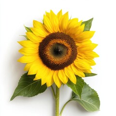 Obraz premium Bright and Cheerful Sunflower with Vibrant Yellow Petals and Rich Brown Center Set Against a Clean White Background