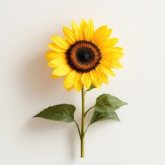 Obraz premium Vibrant Sunflower with Bold Yellow Petals and Rich Brown Center Against Minimalist Background