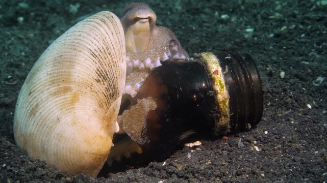 Coconut octopus resting proudly inside its newly build shelter made of shell and glass.