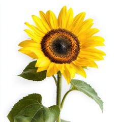 Obraz premium Bright and Cheerful Yellow Sunflower with Green Leaves on a White Background