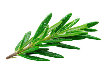Obraz premium Fresh rosemary sprig, narrow leaves, water droplets