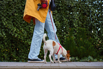 Active small dog on red leash sniffing ground while walking with owner in city park. Woman walks with curious Jack Russell terrier dog. Concept of pet behavior, curiosity and outdoor activity