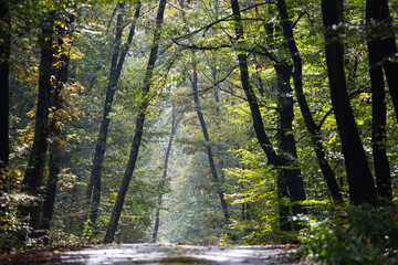 Fototapety na wymiar - Fototapeta24.pl