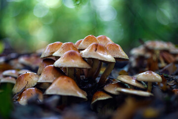  Beautiful fairy tale image with little mushrooms in autumn forest