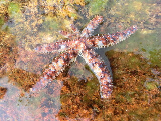 &Eacute;toile de mer