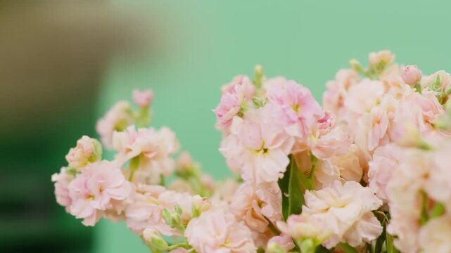 A gentle left-to-right dolly shot featuring soft pink Stock flowers. The focus remains sharp on the middle plane of the bouquet, subtly shifting to add depth without reaching the extreme foreground.