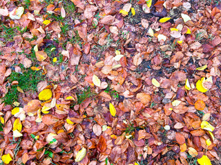 Texture of the submitted sheets, autumn wallpaper