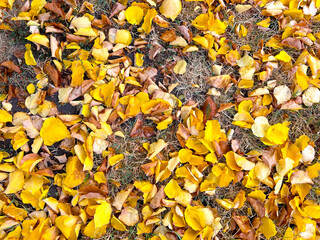 Texture of the submitted sheets, autumn wallpaper