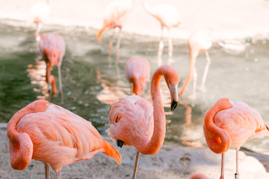 Pink flamingos at the San Diego Zoo