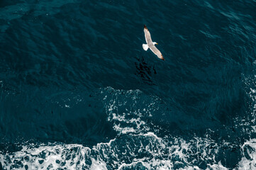 Obraz premium Seagull Soaring Over Ocean Waves