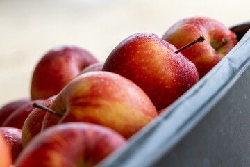 Freshly Picked Red Apples Covered in Morning Dew