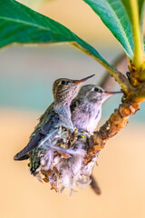 An Anna Hummingbird in Tucson, Arizona
