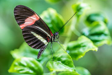 A Postman Butterfly in Tucson, Arizona
