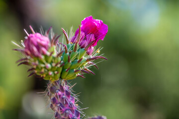 A flowering cactus in Tucson, Arizona