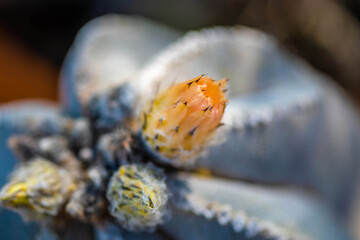 A flowering cactus in Tucson, Arizona