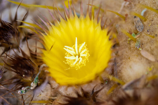 A flowering cactus in Tucson, Arizona