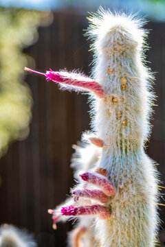 A flowering cactus in Tucson, Arizona
