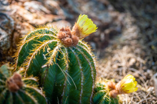 A flowering cactus in Tucson, Arizona
