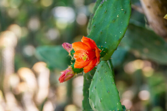 A flowering cactus in Tucson, Arizona