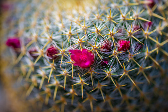 A flowering cactus in Tucson, Arizona