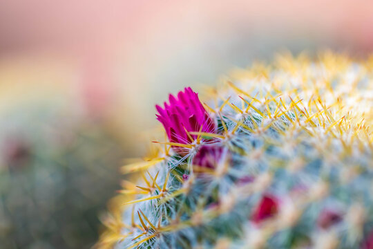 A flowering cactus in Tucson, Arizona