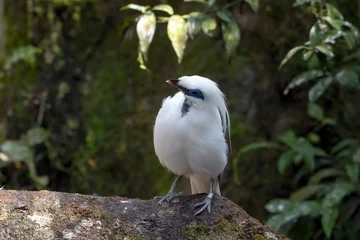Fotobehang Muziek Bali starling perched on a rock  © Cavan