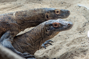 a pair of komodos mating process