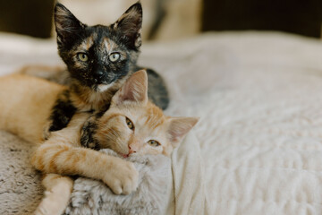 Two foster rescue kittens cuddling together on bed