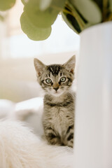 Foster tabby kitten looking at camera