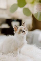 White kitten with blue eyes looking up