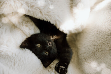Obraz premium Playful black kitten hiding beneath soft white blanket
