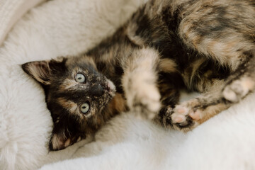 Tortoiseshell kitten cute looking up from furry be