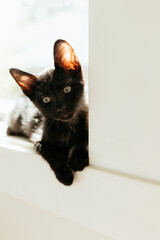 Naklejka premium Black kitten peeking curiously from white windowsill