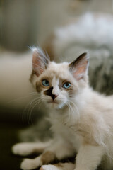 Little foster kitten looking with beautiful blue eyes