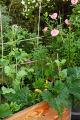 raised bed with zucchini spinach and other vegetables