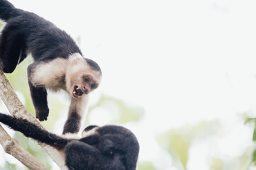 Agressive White-faced capuchins Cahuita National Park, Costa Rica