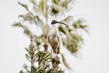 The Australian white ibis bird on a tree