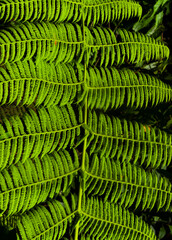 texture of a green bush leaf taken in the middle of the amazon