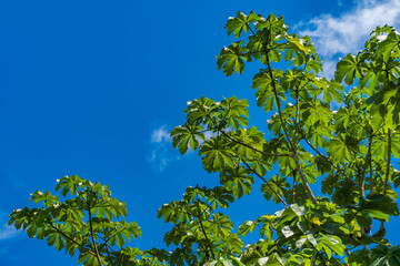 texture of a green bush leaf taken in the middle of the amazon