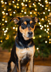 Mixed breed dog with Christmas tree lights in the background