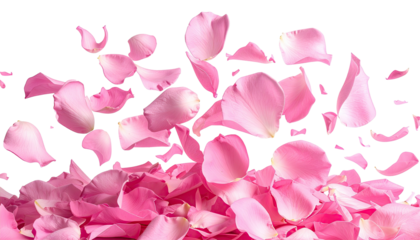 Falling pink petals cascade, against black, close-up shot